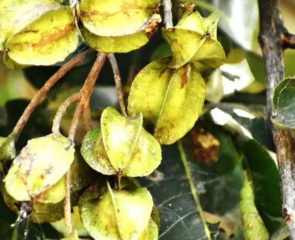 Arjuna tree
