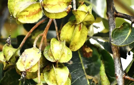 Arjuna tree