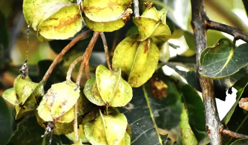 Arjuna tree