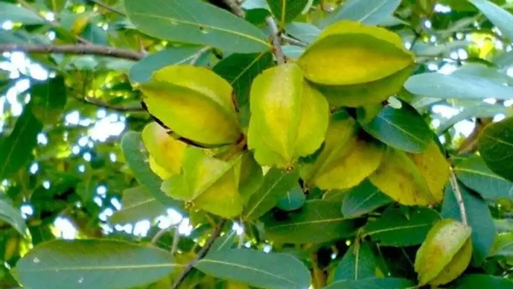 Arjuna tree in Bengali