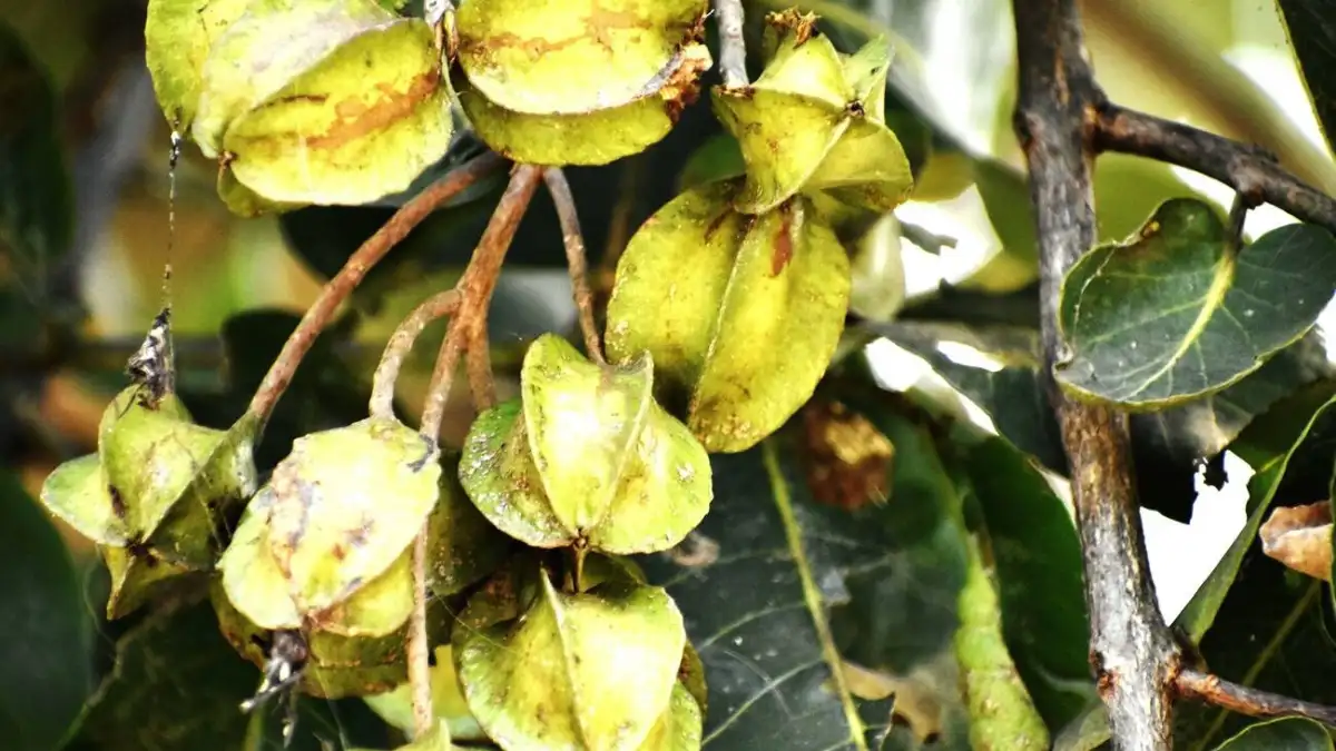 Arjuna tree