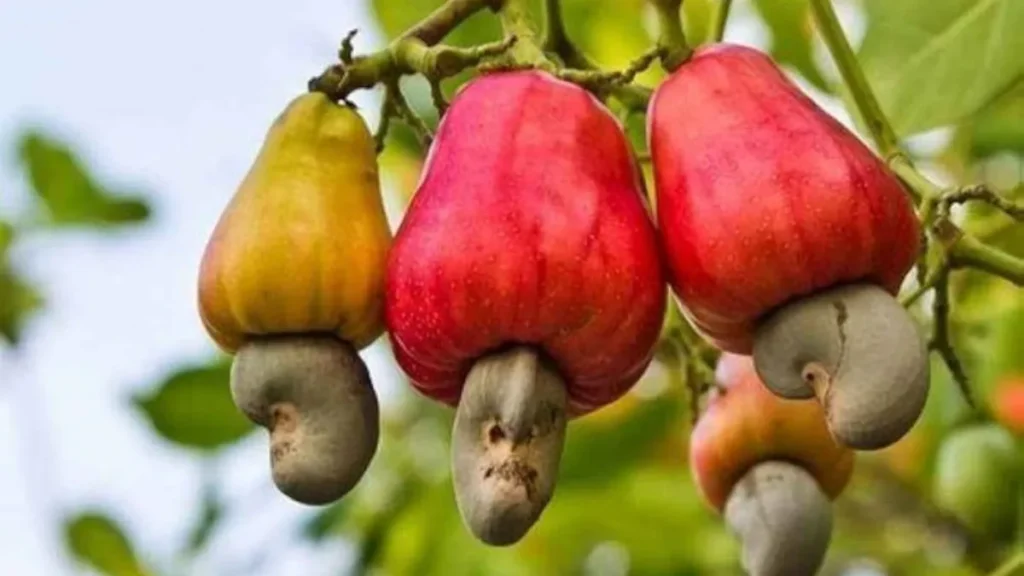 Cashew nut