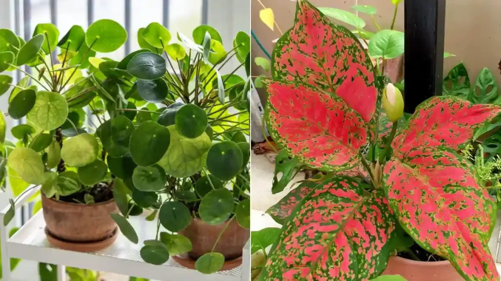 Chinese money plant