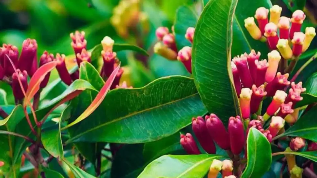 Clove plant