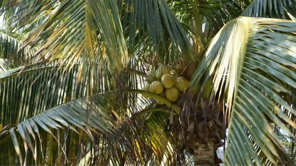 Coconut tree