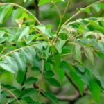 Curry leaves