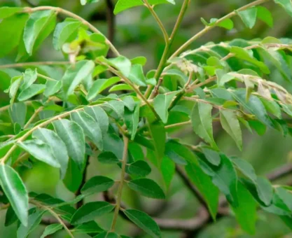 Curry leaves