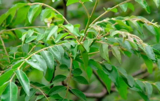 Curry leaves
