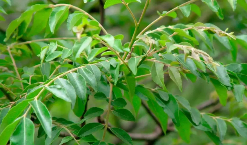 Curry leaves