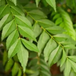 Curry leaves benefits