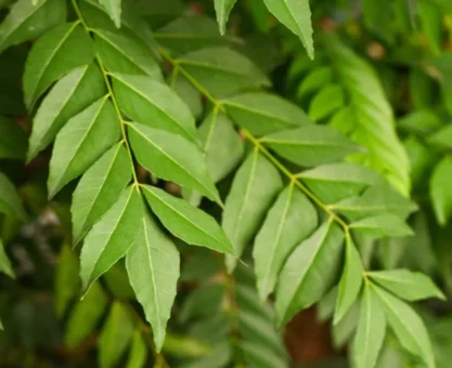 Curry leaves benefits