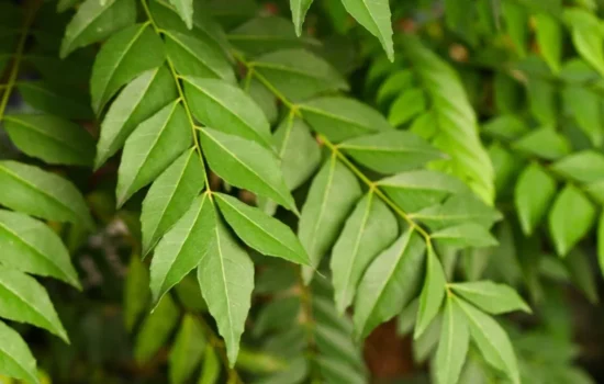 Curry leaves benefits