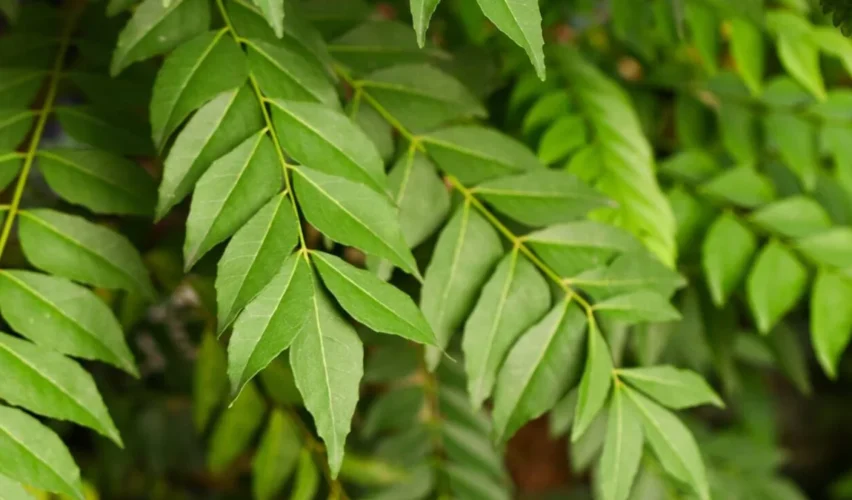 Curry leaves benefits