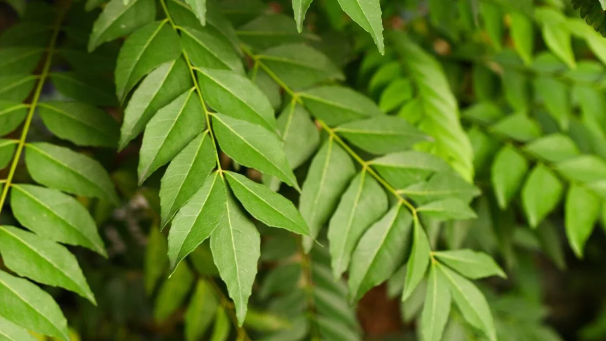 Curry leaves benefits