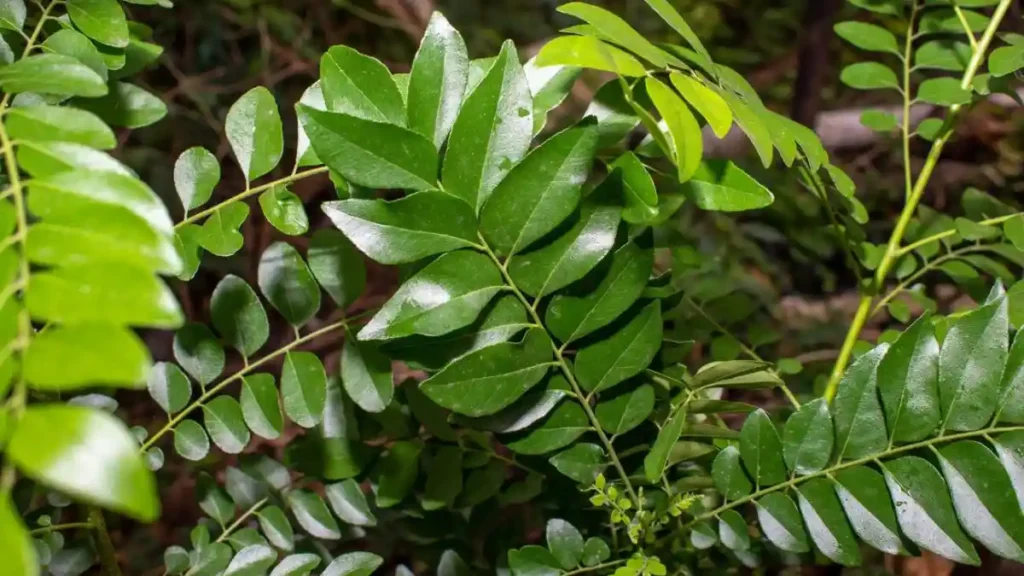 Curry leaves plant