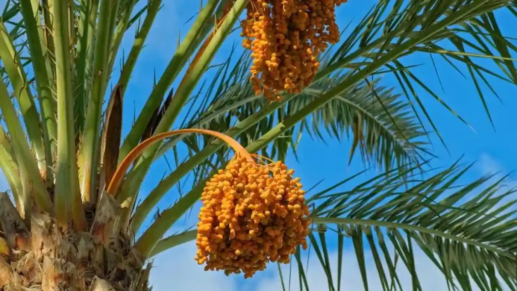 Date palm trees