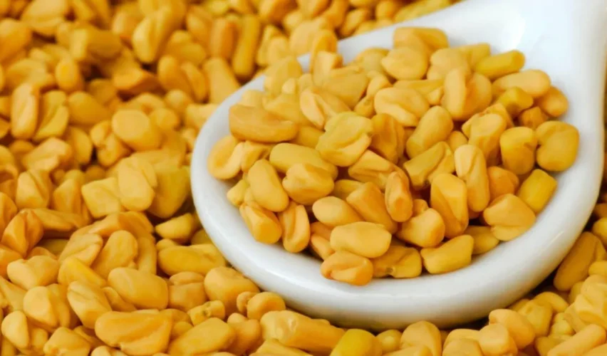 Fenugreek