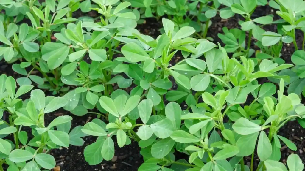 Fenugreek plant