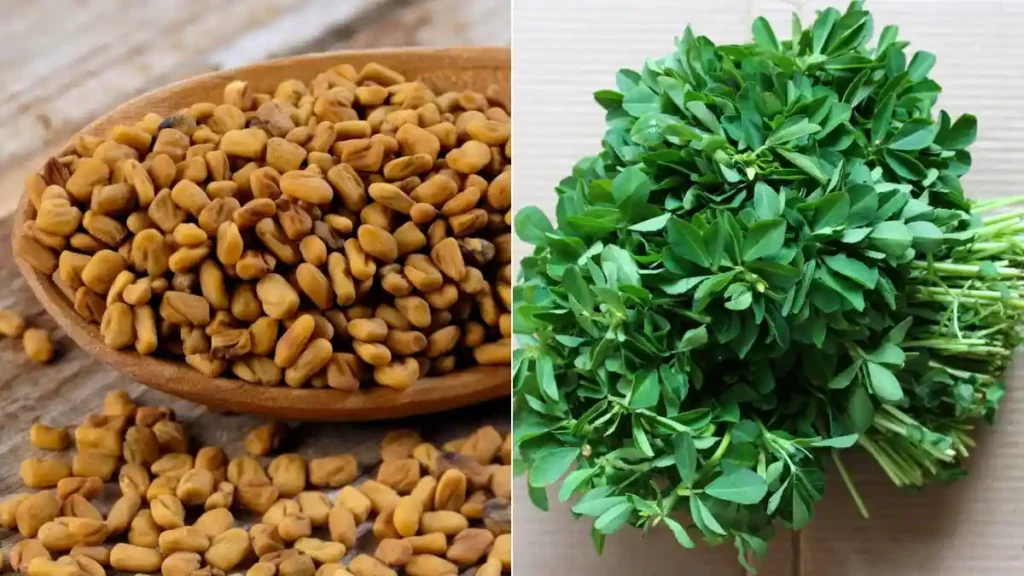 Fenugreek seeds
