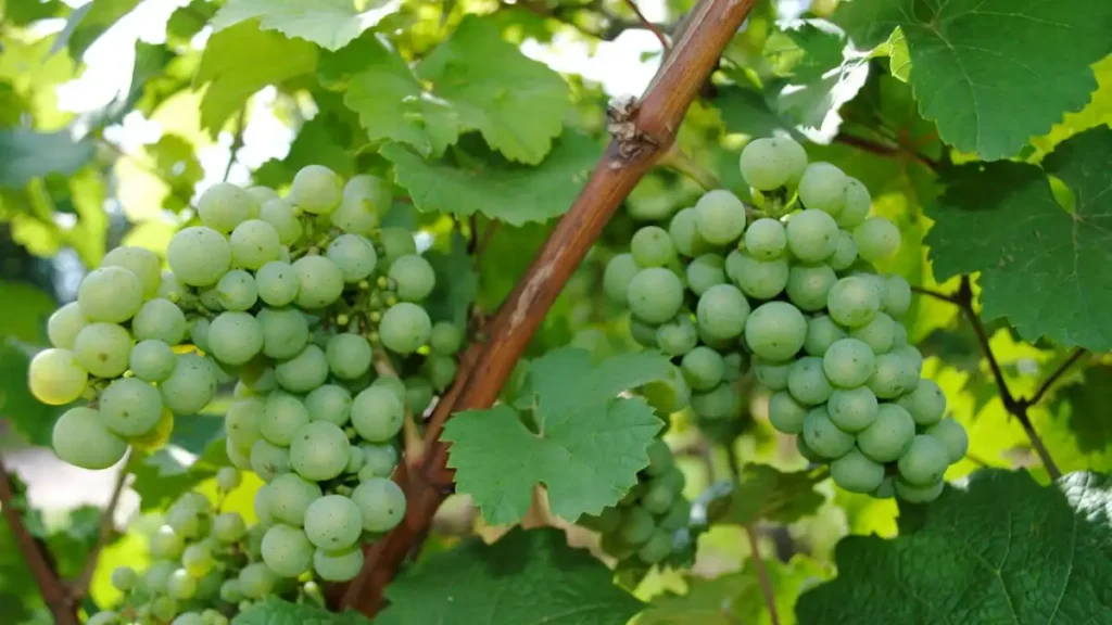 Grapes plant