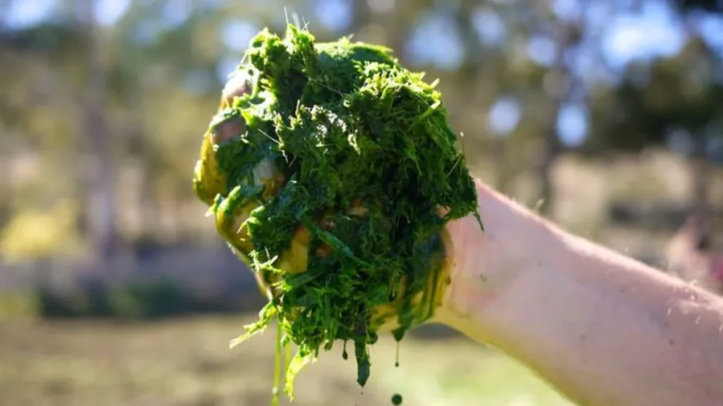 Green manure definition