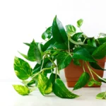 Money plant