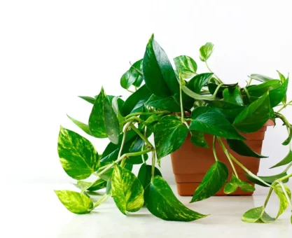 Money plant