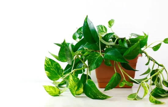 Money plant
