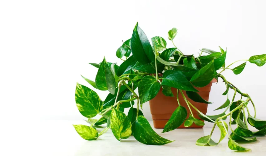 Money plant