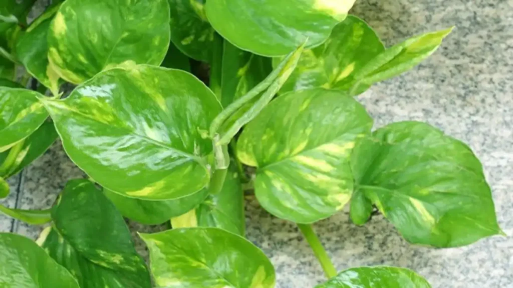 Money plant benefits