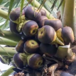 Palm tree