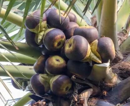 Palm tree