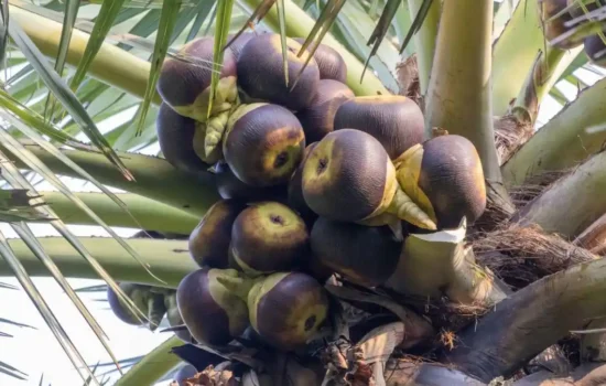Palm tree