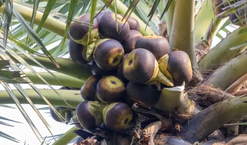 Palm tree