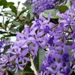 Purple Wreath