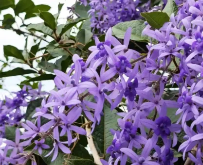 Purple Wreath