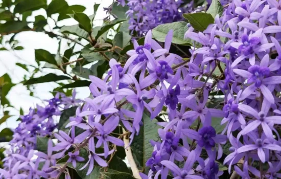 Purple Wreath