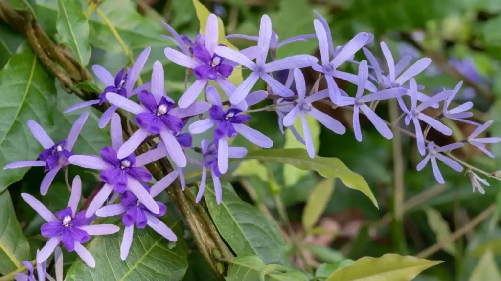 Purple wreath plant