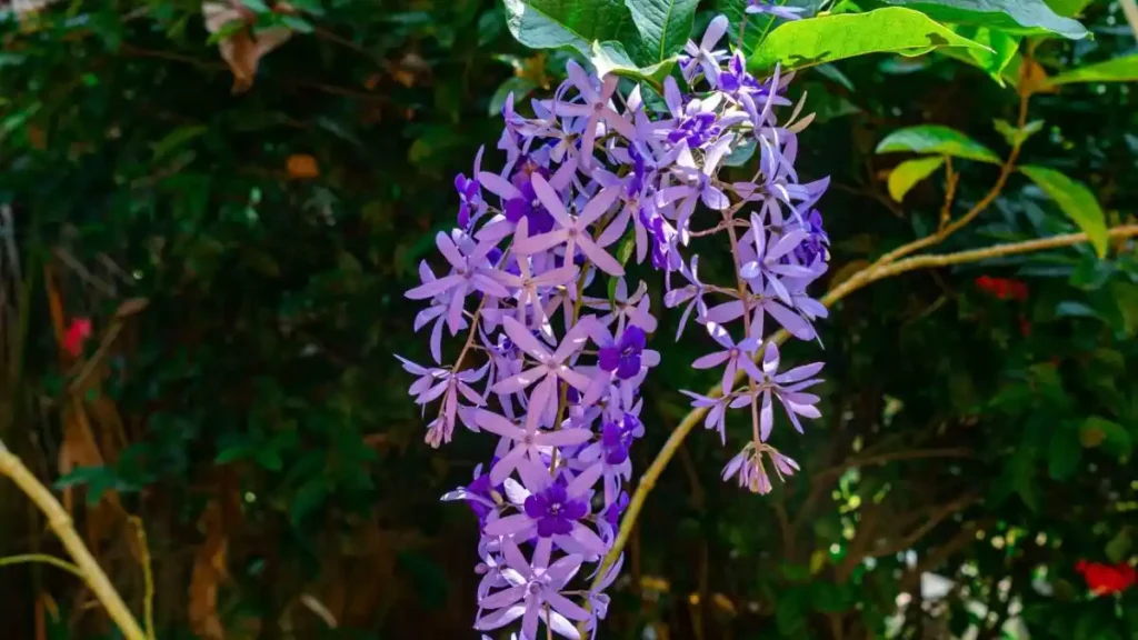 Sandpaper vine