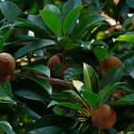Sapota