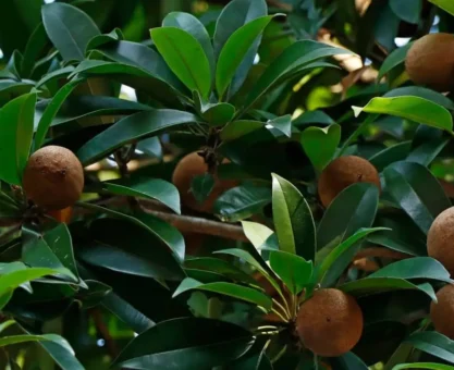 Sapota