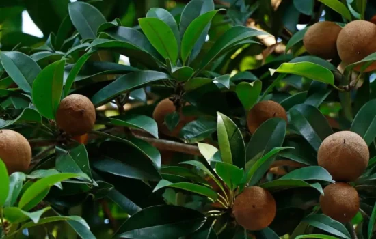 Sapota