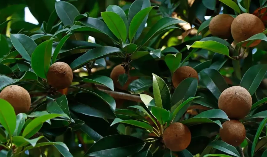 Sapota