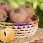 Sapota benefits