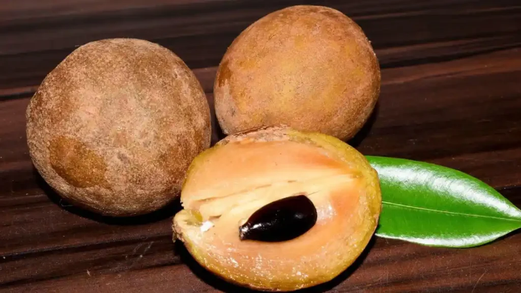 Sapota plant