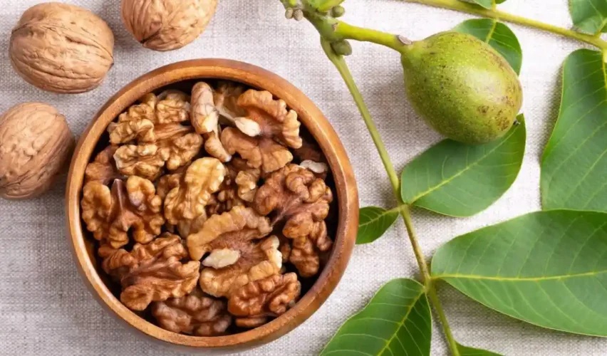 Walnut