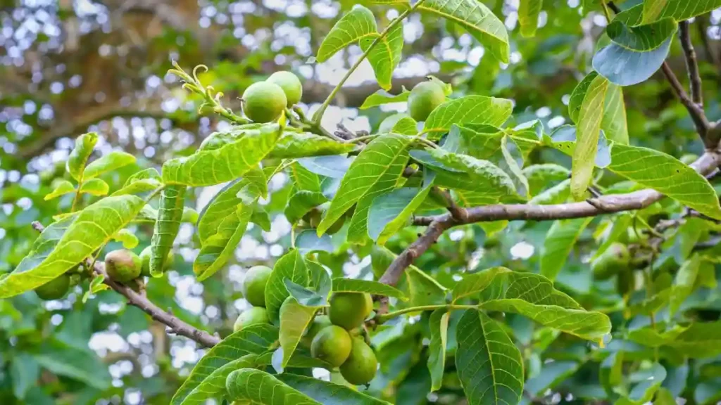 Walnut tree
