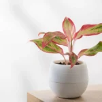 Aglaonema