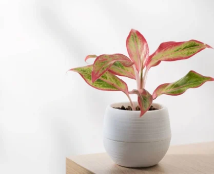 Aglaonema