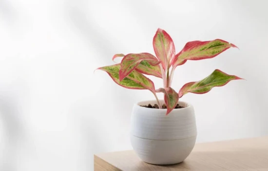 Aglaonema